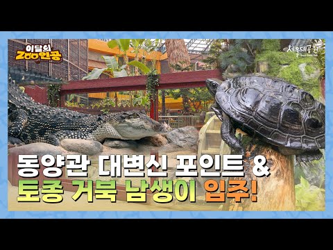  [이달의ZOO인공] 우리 동양관이 달라졌어요🐢토종거북 남생이, 새단장한 악어를 만나세요!
