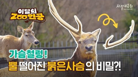 [이달의Zoo인공] 😲가슴철렁! 뿔 떨어진 붉은사슴의 비밀?!🦌