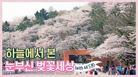 🌸 2025首尔大公园：4K航拍镜头下的璀璨樱花世界 🌸