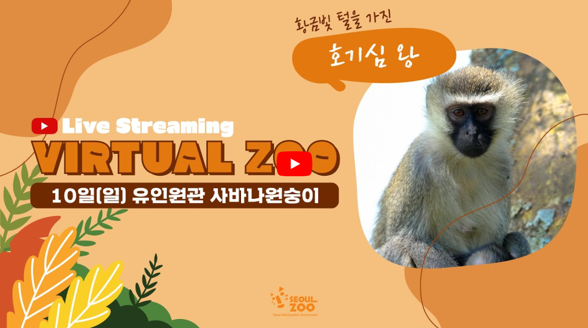 [라이브 스트리밍] VIRTUAL ZOO '사바나원숭이'