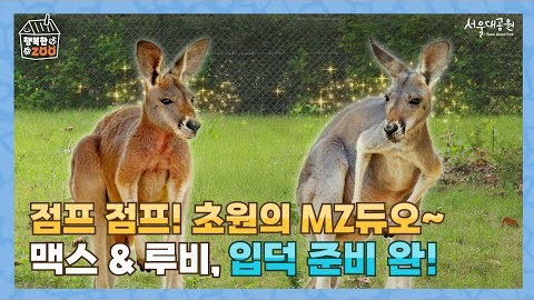 [이달의ZOO인공] 점프 점프! 초원의 MZ 붉은캥거루 듀오를 소개합니다! (Feat.루비 & 맥스)