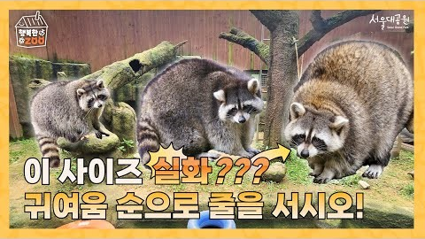 이 사이즈 실화??? 귀여움 순으로 줄을 서시오!