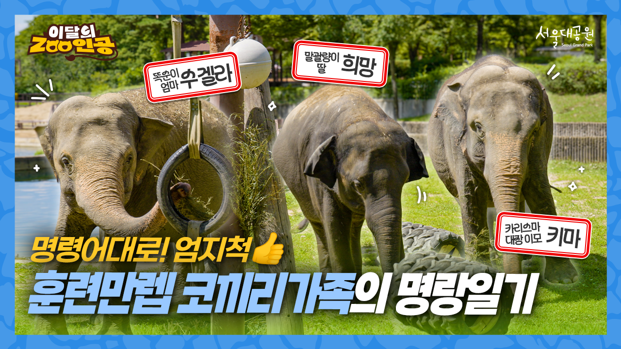 [이달의ZOO인공] 4년 동안 공들인 찰떡 호흡! 훈련 만렙 코끼리 삼총사 (feat. 코끼리전담반)