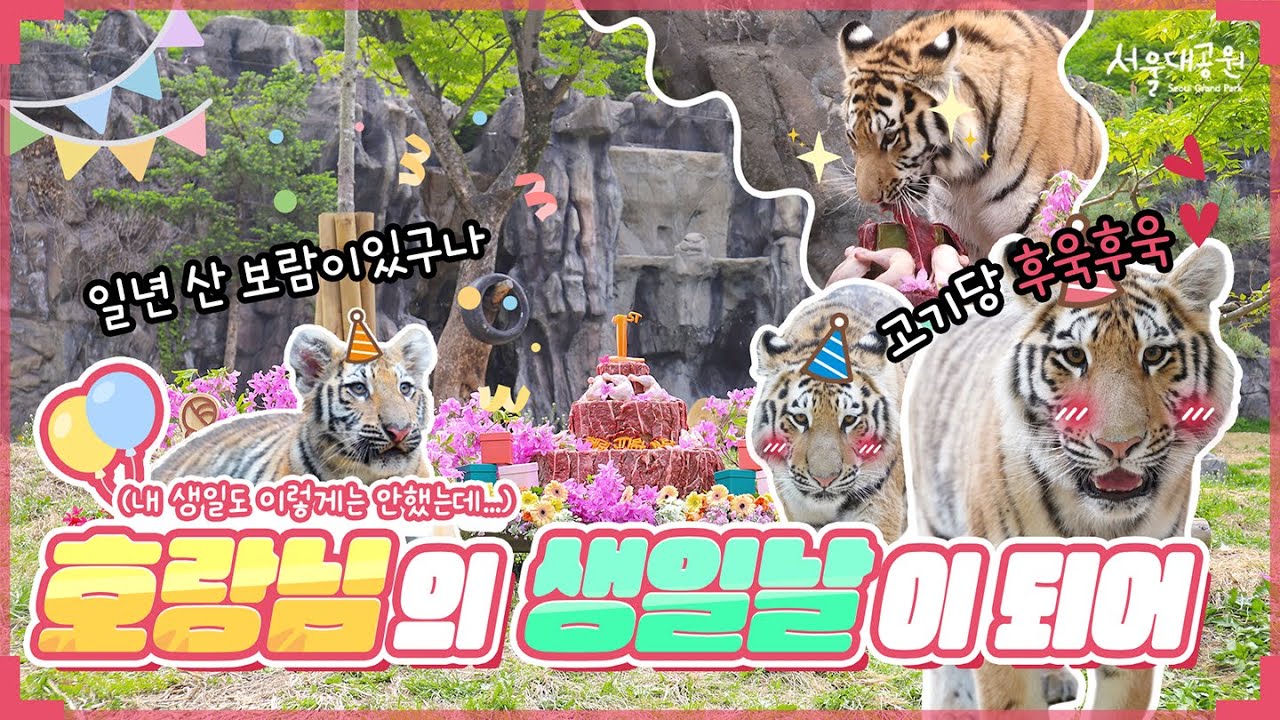 It's the birthday of a tiger known as "Mountain Heroine" in the mountains 🐯🎉│Seoul Grand Park Zoo celebrates the birthday of three tiger sisters.