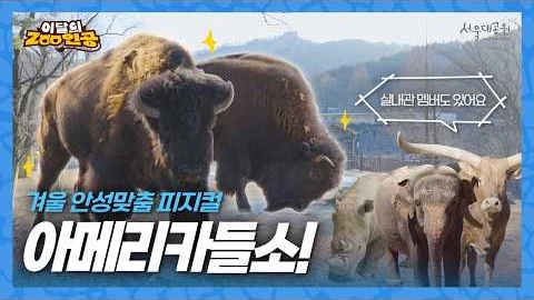 [이달의ZOO인공] 겨울을 찐하게 즐기는 그들! 대동물관 아메리카들소 가족을 소개합니다 🦬