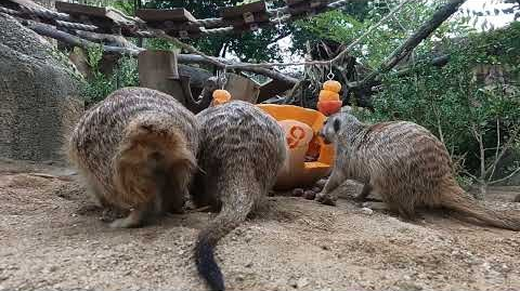 2024 행동풍부화의 날 미어캣