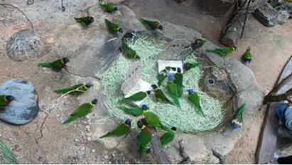 2025 행동 풍부화의 날_오색앵무