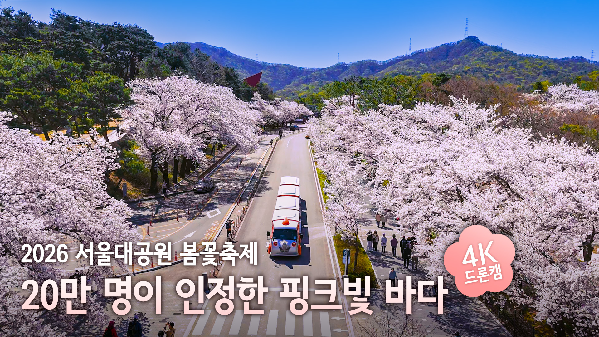 20만 명이 함께한 2026 서울대공원 봄꽃축제 | 꽃비 내리던 동화 속 현장 스케치 🌸🎬