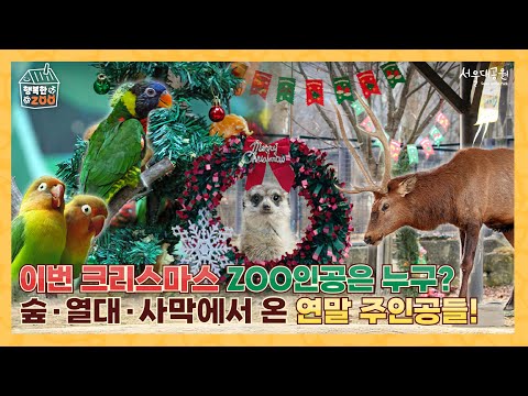 🎄서울대공원에 찾아온 크리스마스☃️, 동물들과 함께 보내는 Special한 연말🍎