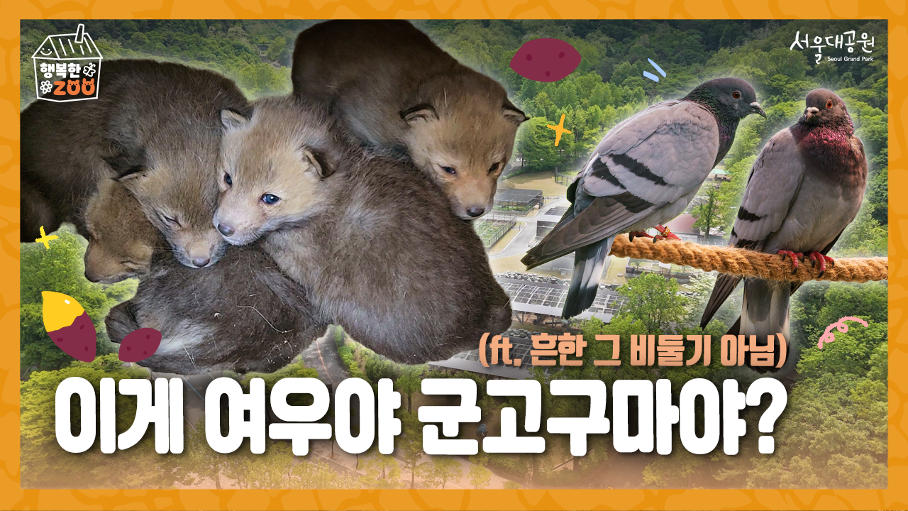 대공원 사육사들이 아기여우를 '군고구마'라 부르는 이유 (feat. 토종 낭비둘기) 🦊🕊