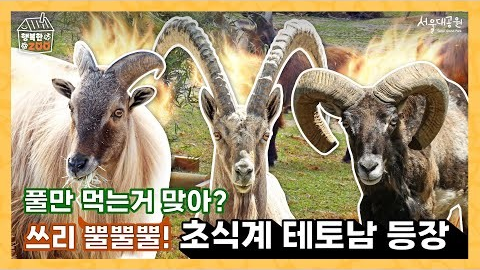 🦙🌿 풀만 먹는다고 얕보지 마라! ✨초식 테토남 등장✨