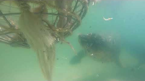 2025 행동 풍부화의 날_참물범