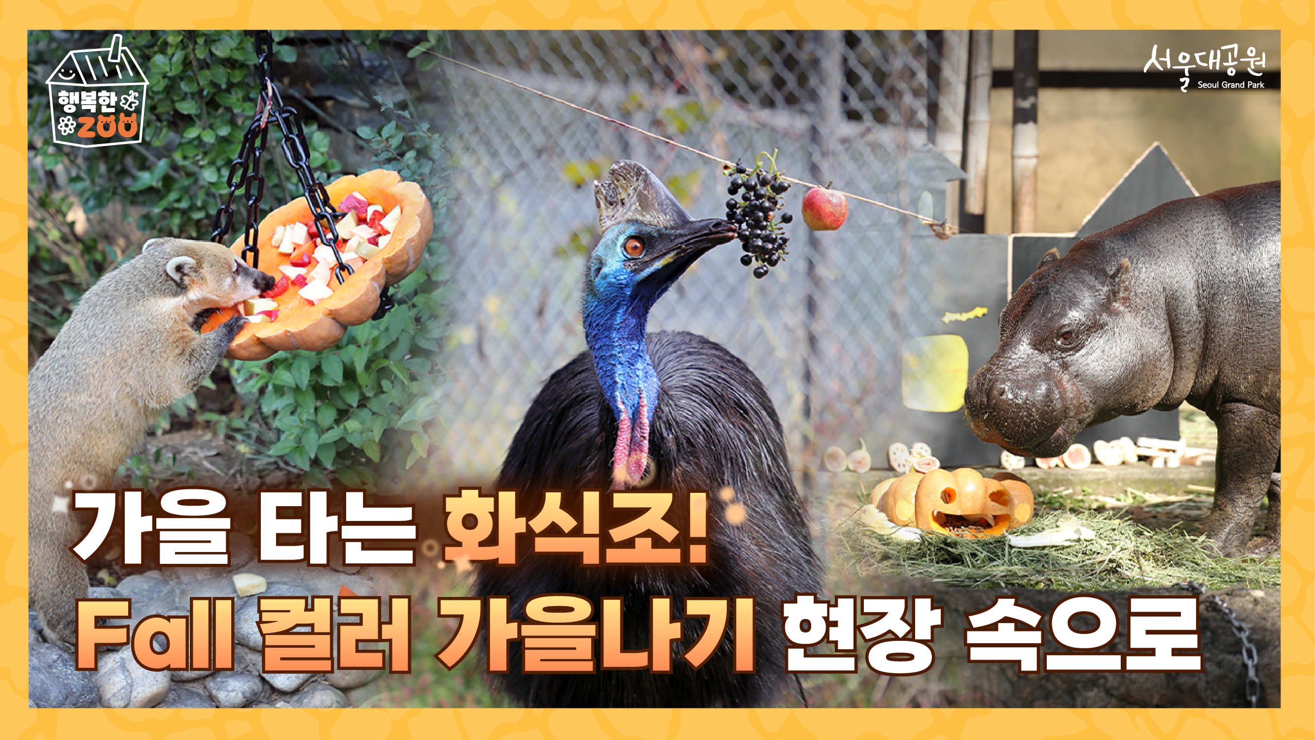 🍁가을 타는 화식조! Fall 컬러 가을나기 현장 속으로🍂