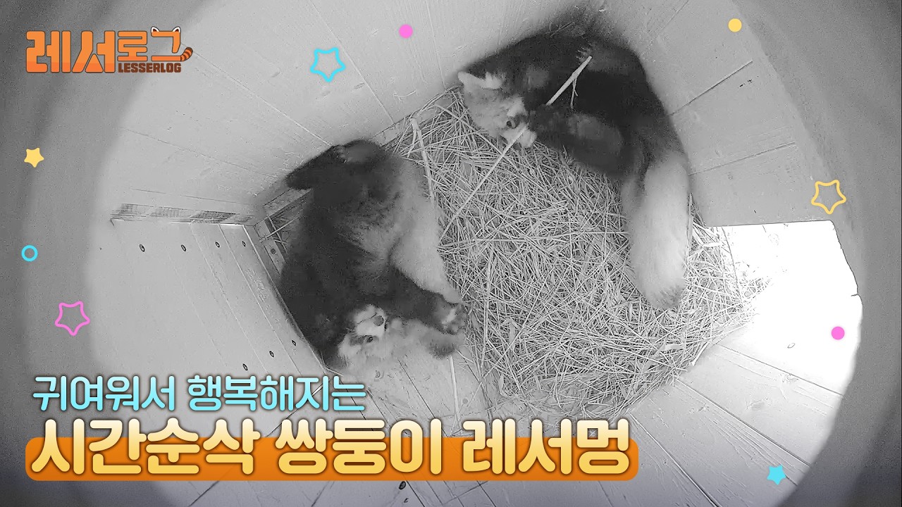 [레서로그] 추석 특집, 무해함 100%! 레서판다 쌍둥이의 35분 힐링 타임 🌕🐾
