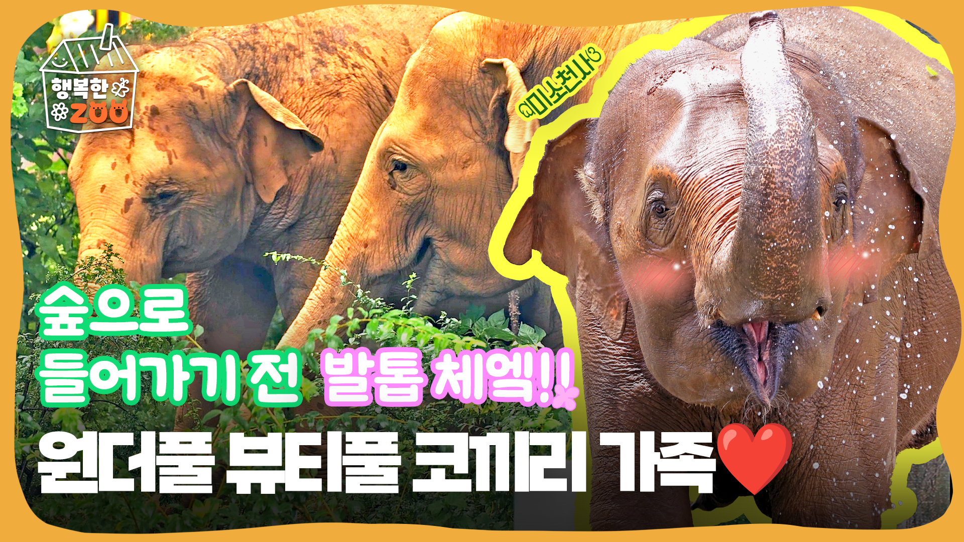 숲으로 들어가기 전 발톱 체엨!! 원더풀 뷰티풀 코끼리 가족🐘🐘