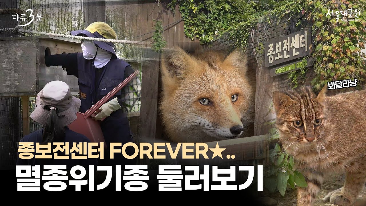 Hidden Heroes of Seoul Grand Park Zookeepers at the Species Conservation Center | Documentary 3 min