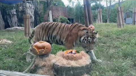 2024 행동풍부화의 날_호랑이