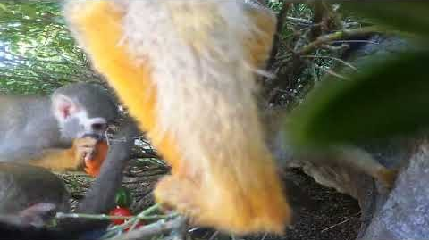 2024 행동 풍부화의 날_다람쥐원숭이(숲속먹이)