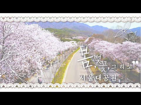 Spring, cherry blossoms and Seoul Grand Park
