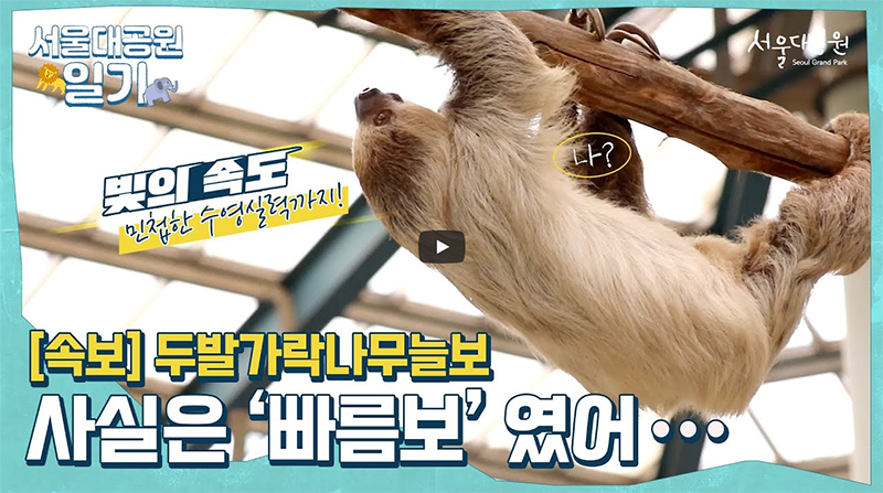 서울대공원 남미관에 살고 있는 두발가락나무늘보의 반전매력!