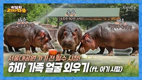  [이달의ZOO인공] 40만 명이 응원했던 아기 하마 옥자의 근황? | 시끌벅적 하마네 Herstory