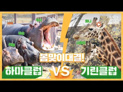 [서울동물원 봄맞이] 누가 더 신나게? 기린 VS 하마 봄맞이 대결