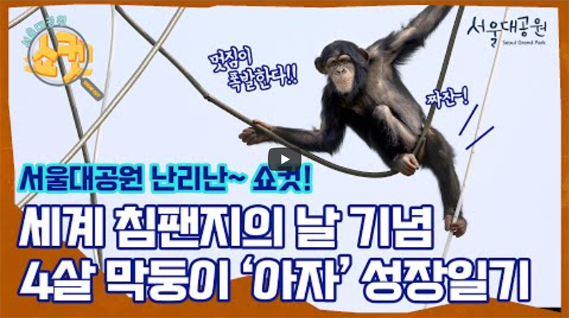 7월 14일, 세계 침팬지의 날 기념 '아자'의 성장 일기