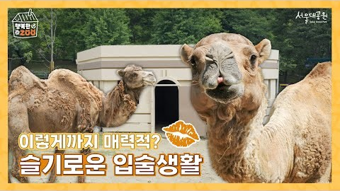 [행복한Zoo] 이렇게까지 매력적? 슬기로운 입술생활💋 (🐪세계 낙타의 날 기념)
