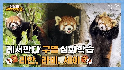 [이달의zoo인공] 🌿 레서판다 구별 심화학습! 리안, 라비, 세이를 소개합니다! 🐾