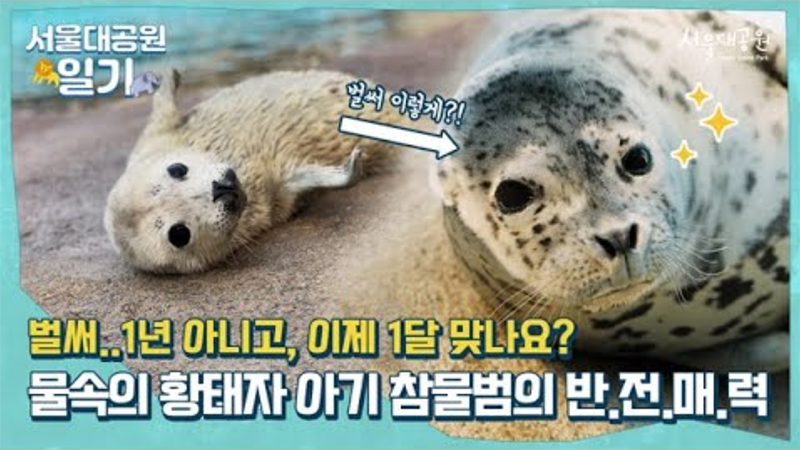 Baby Harbor Seal. Rapid growth in one month?