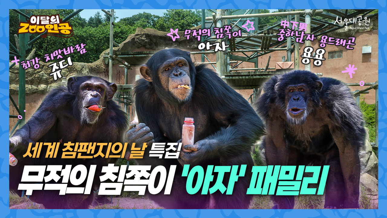 [이달의ZOO인공] 11m 침팬지 타워의 무법자? 7살 금쪽이 '아자AZA'와 식구들 🐒✨