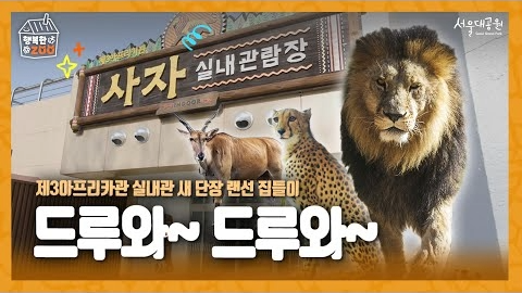 [행복한ZOO] 🎈✨ 7년 만의 새 단장! ‘추운 겨울 따뜻하게’ 제3아프리카관 실내관 소개