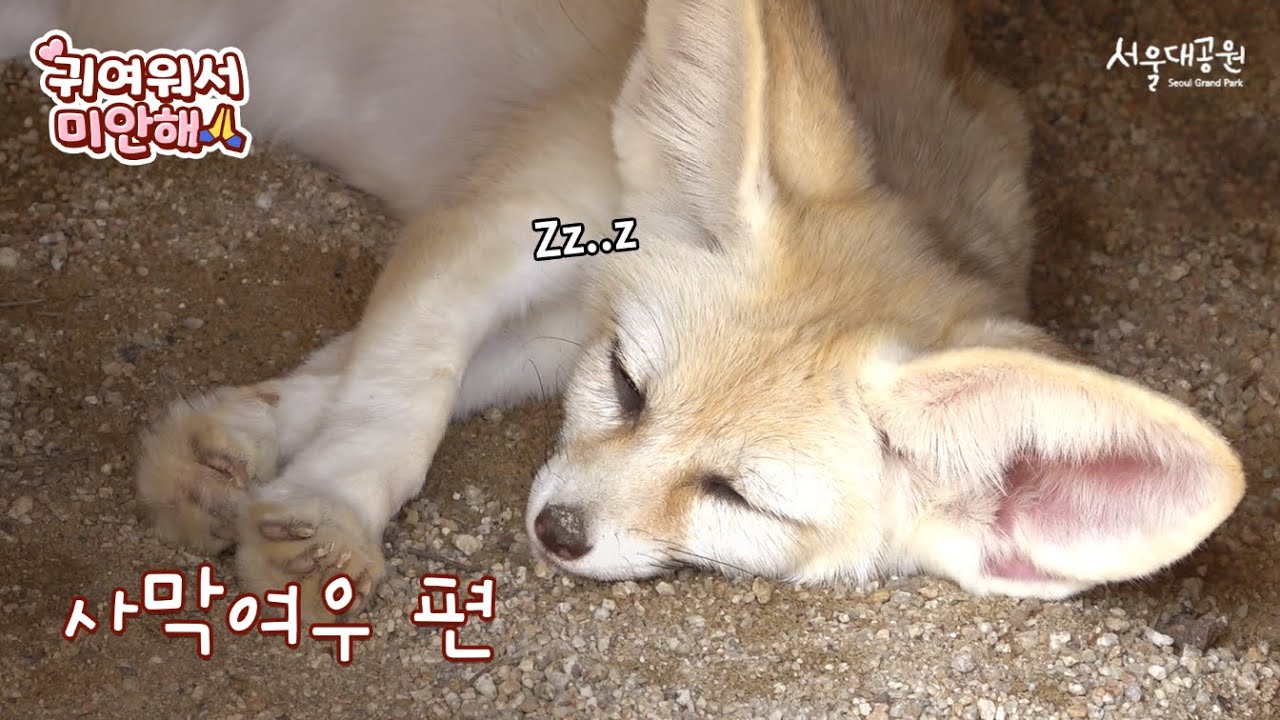 A little fennec fox eats a cow spine │First Release│Sorry for being cute