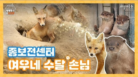 🌟 서울대공원 종보전센터의 특별한 이야기! [여우네 수달 손님]