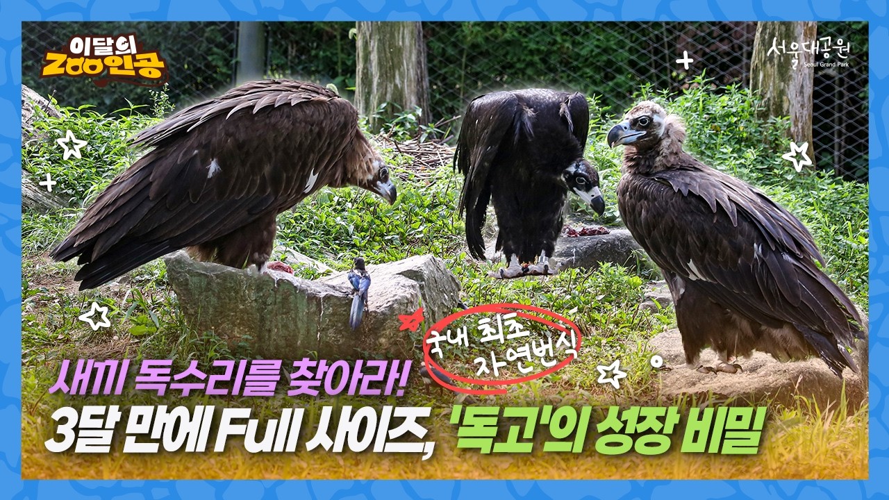 [이달의 ZOO인공] 밤낮으로 둥지 지킨 부성애, 국내 첫 자연부화 독수리 가족의 100일 비하인드 🦅