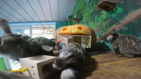 2024 행동 풍부화의 날_코먼마모셋