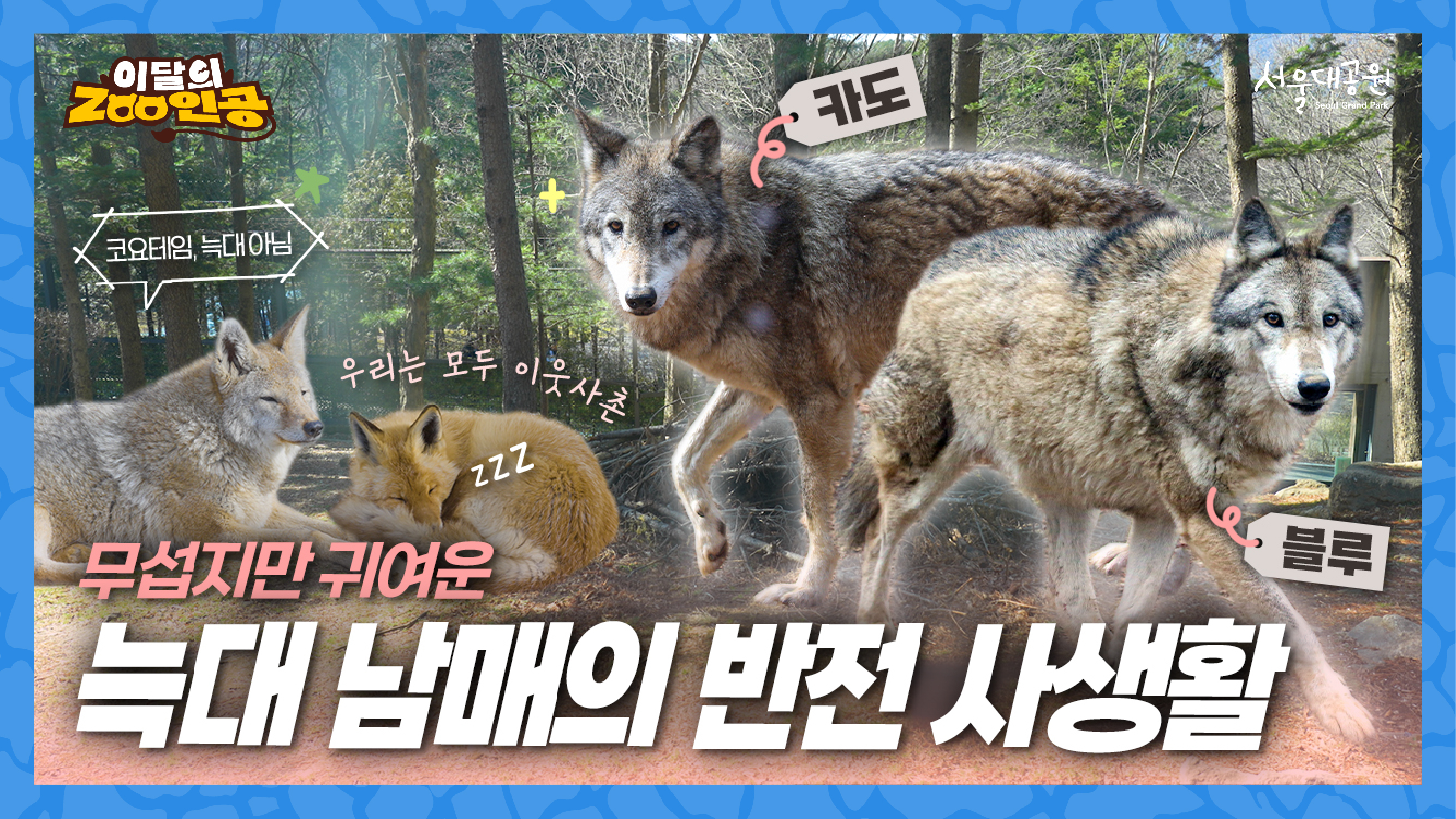  [이달의ZOO인공] 카리스마 뒤에 숨겨진 댕댕미?🐾 늑대 남매 '블루&카도'의 반전 매력 | 서울대공원 늑대사 이야기 🐺✨