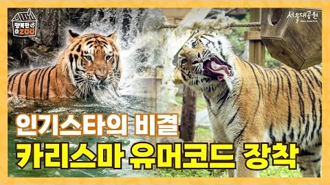[국제호랑이의날] 인기 스타의 비결! 카리스마 + 유머코드 장착 (Feat. 백두 & 해랑)