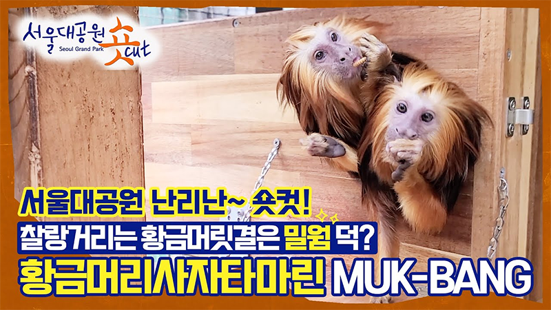 The first greeting from Golden-headedlion tamarin family