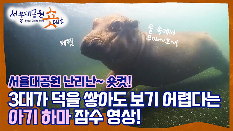the baby hippo's diving video, Can't stand it.