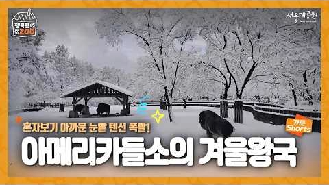 独乐乐不如众乐乐！美洲野牛在冰雪奇缘中活力爆棚🦬❄️🏰