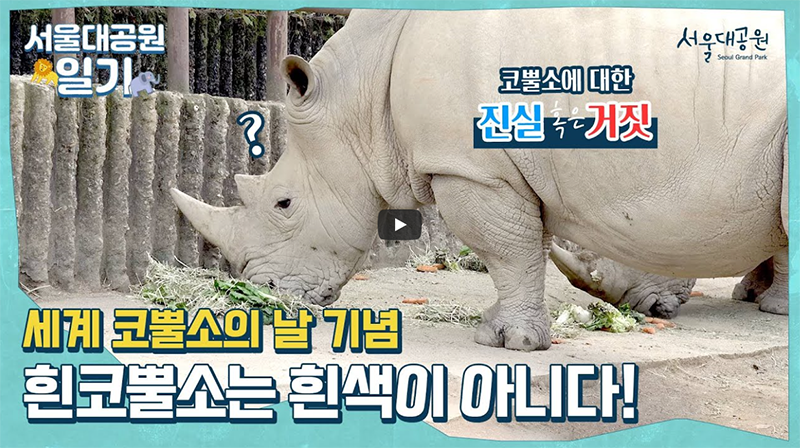 World Rhino Day Special, Rhino Truth or False!