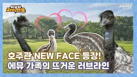 호주관 NEW FACE 등장! 에뮤 가족의 뜨거운 러브라인 공개!🎉