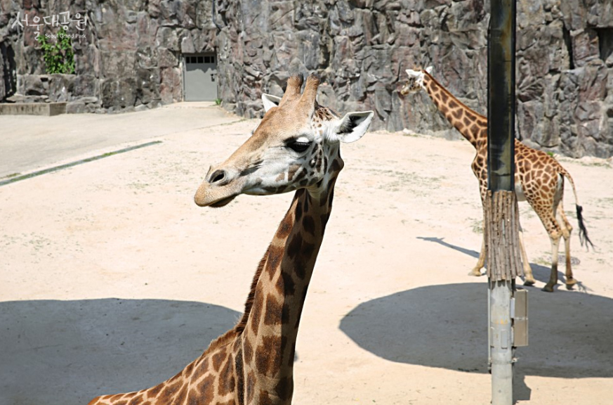 首尔动物园 '网纹长颈鹿'