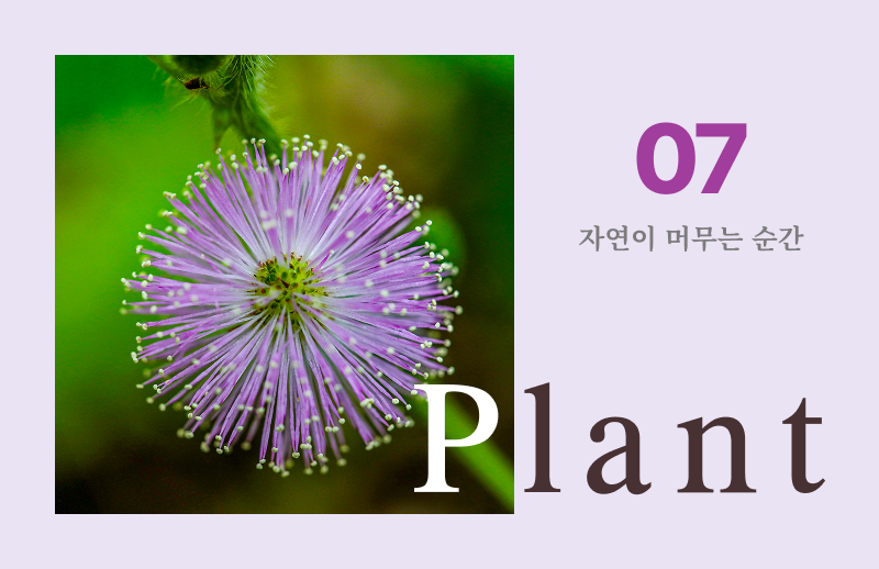 2026년 7월 이달의 식물