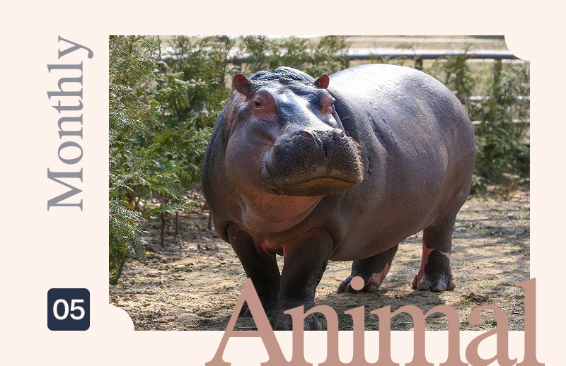하마