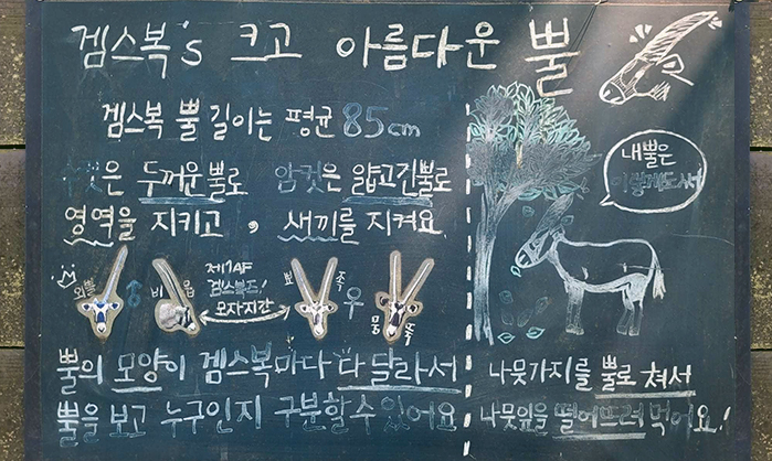 크고 아름다운 뿔을 가진 '겜스복'