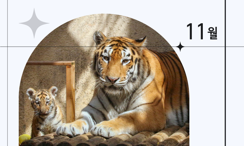 11월 이달의 동물 