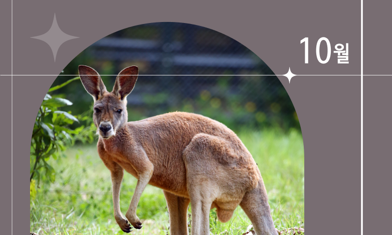 10월 이달의 동물
