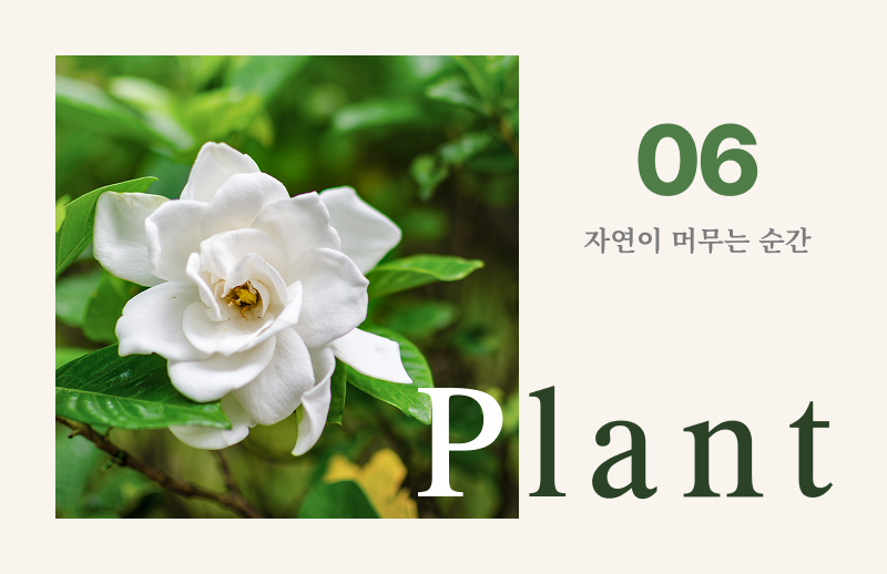 2026년 6월 이달의 식물